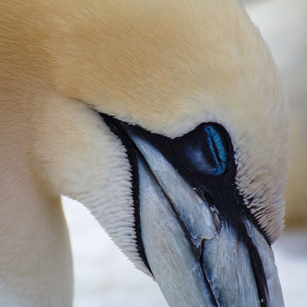 Northern gannet at sleep