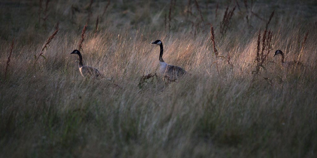 Procession